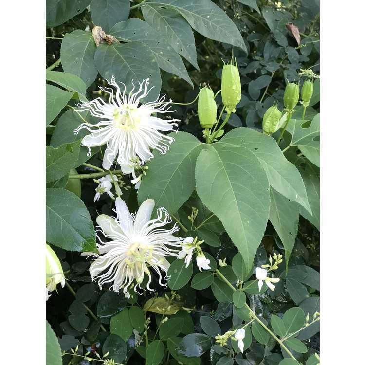 Passiflora incarnata (white form)