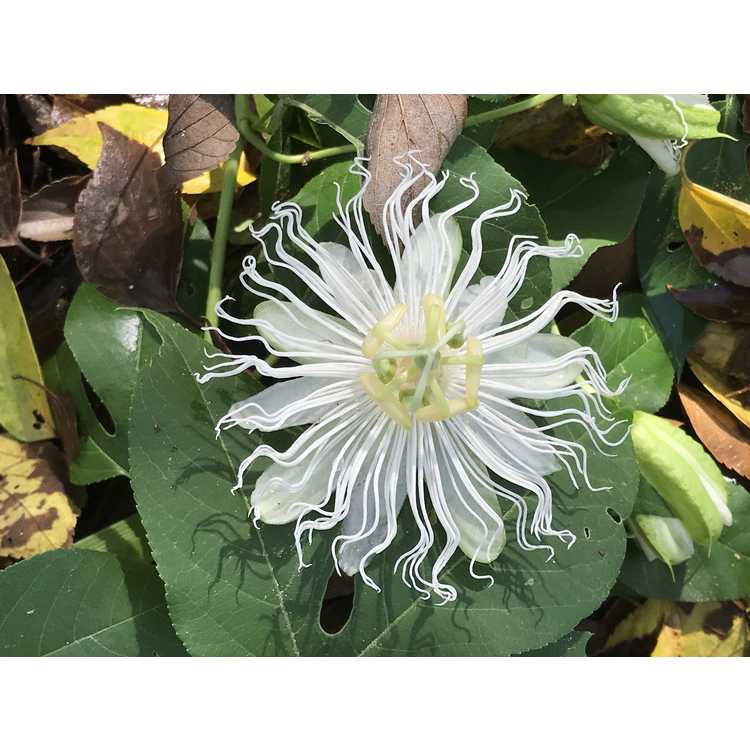 Passiflora incarnata (white form) - white maypop passion flower