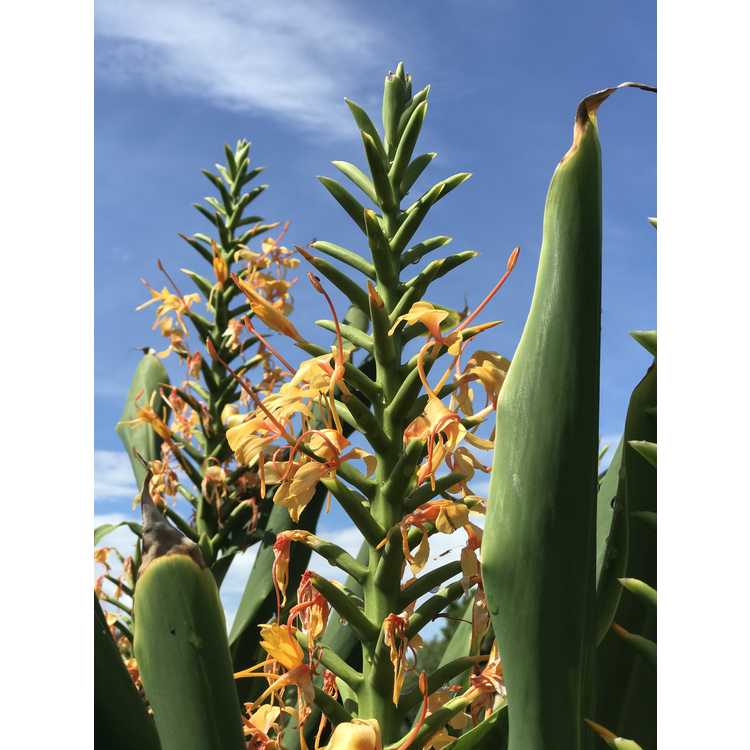 Hedychium 'Tai Golden Goddess' - ginger lily