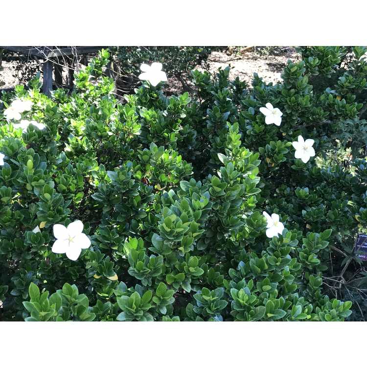 Gardenia jasminoides 'Lynn Lowrey' - Cape jasmine