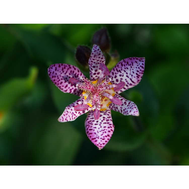 Tricyrtis 'Fluffy Orchid'