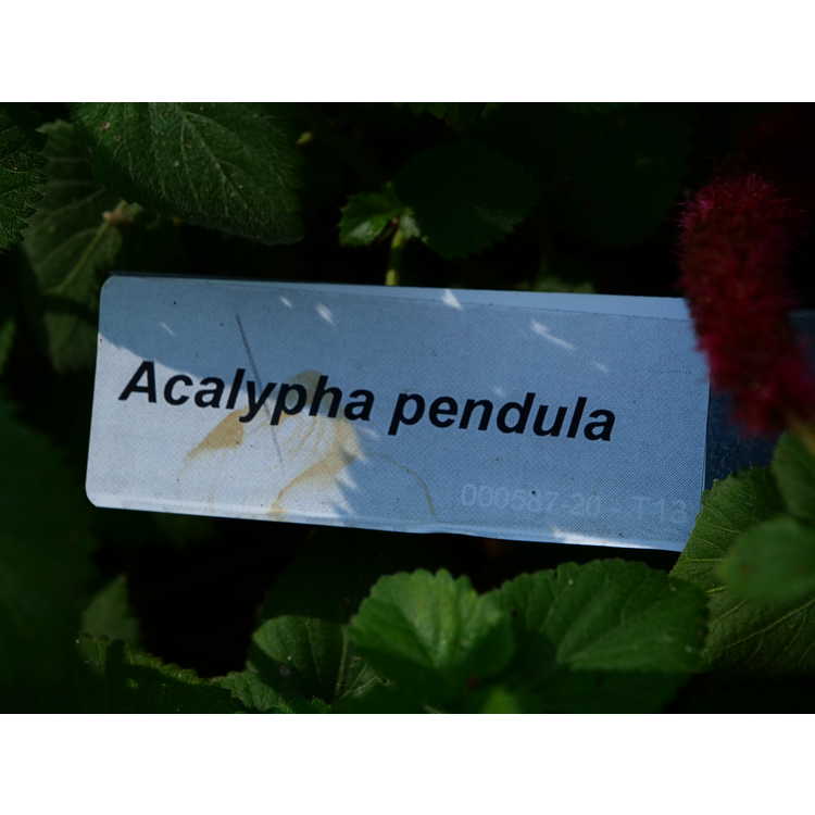 Acalypha pendula - creeping chenille plant