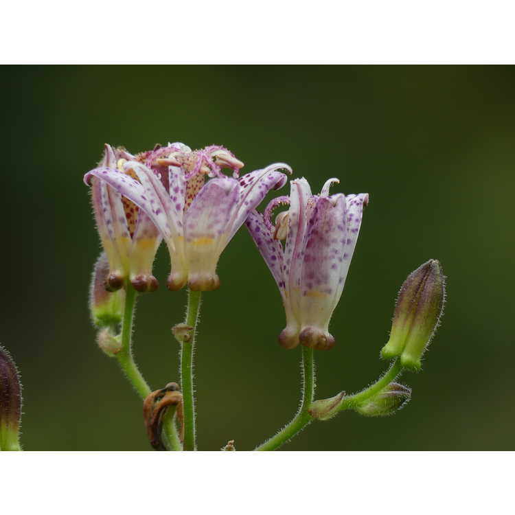 Tricyrtis 'Momoe' - variegated toad lily