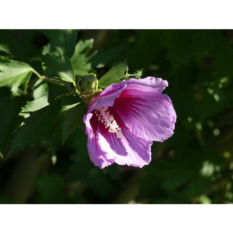 Hibiscus syriacus 'Gandini Santiago' - Purple Pillar upright rose-of-Sharon