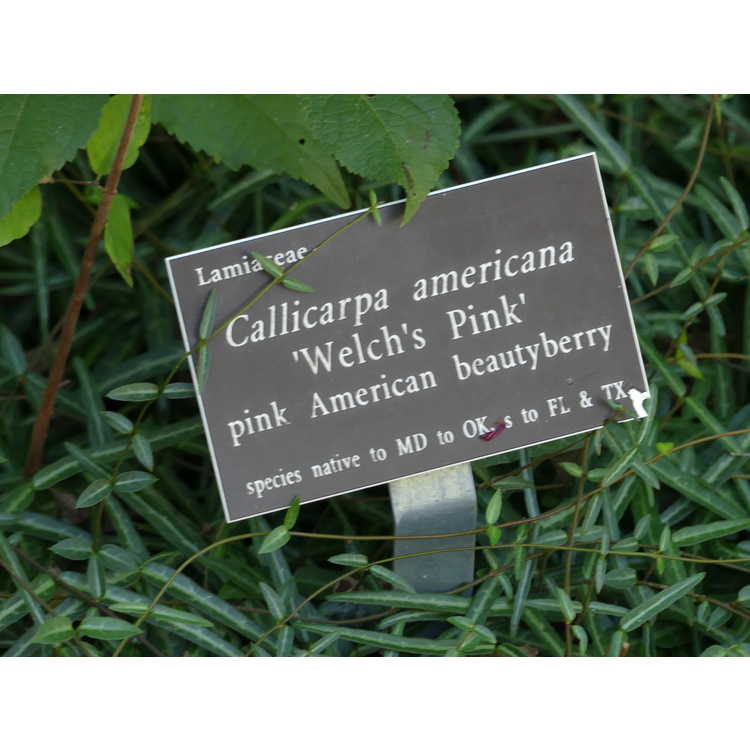 Callicarpa americana 'Welch's Pink' - American beautyberry