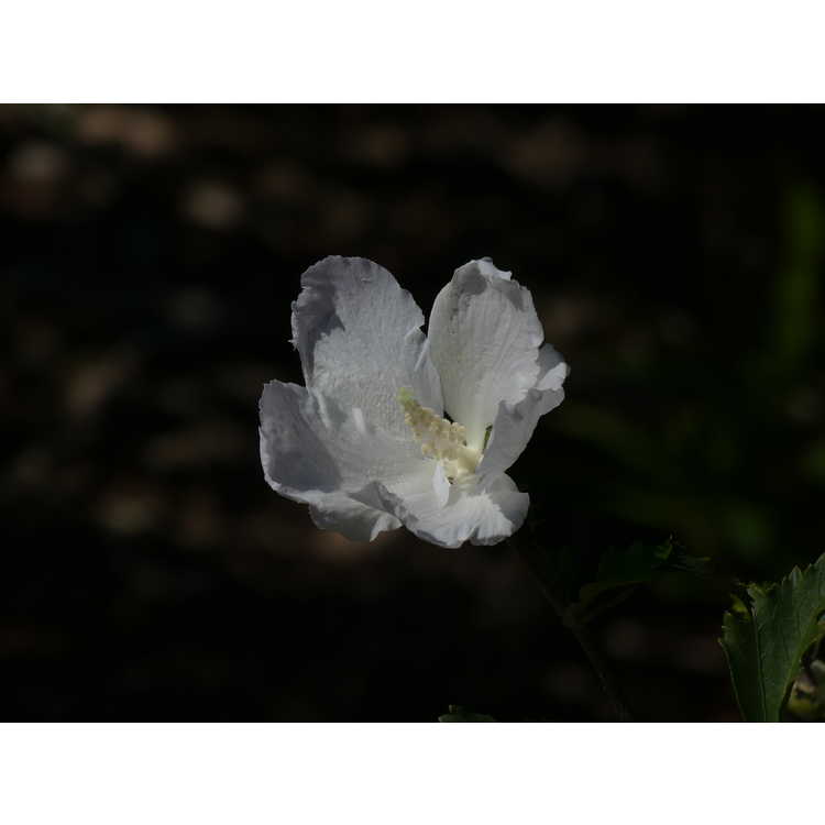 Hibiscus syriacus 'Gandini van Aart' - White Pillar white pillar rose-of-Sharon