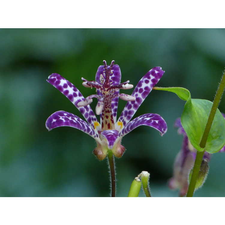 Tricyrtis 'White Waves' - variegated toad lily
