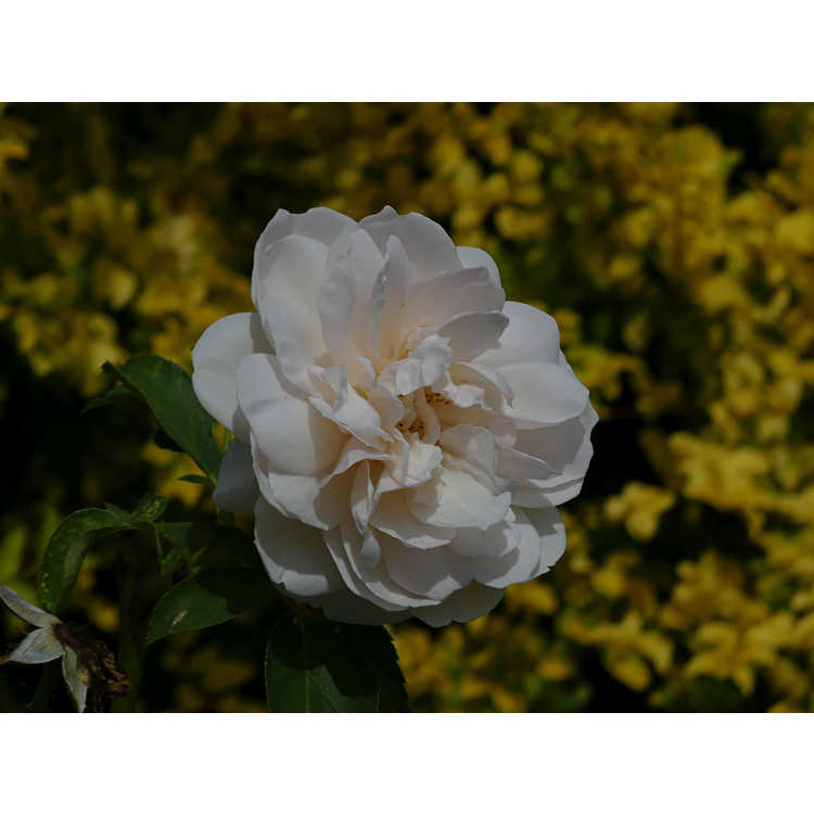 Rosa 'Ausrelate' - Lichfield Angel shrub rose