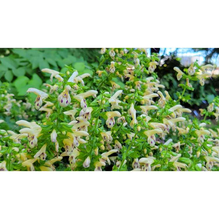 Salvia glabrescens 'Elk Yellow Purple' - Japanese forest sage