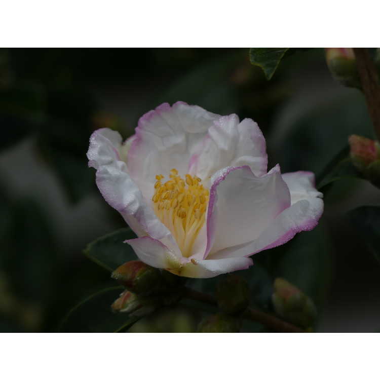 Camellia 'Yoimachi'