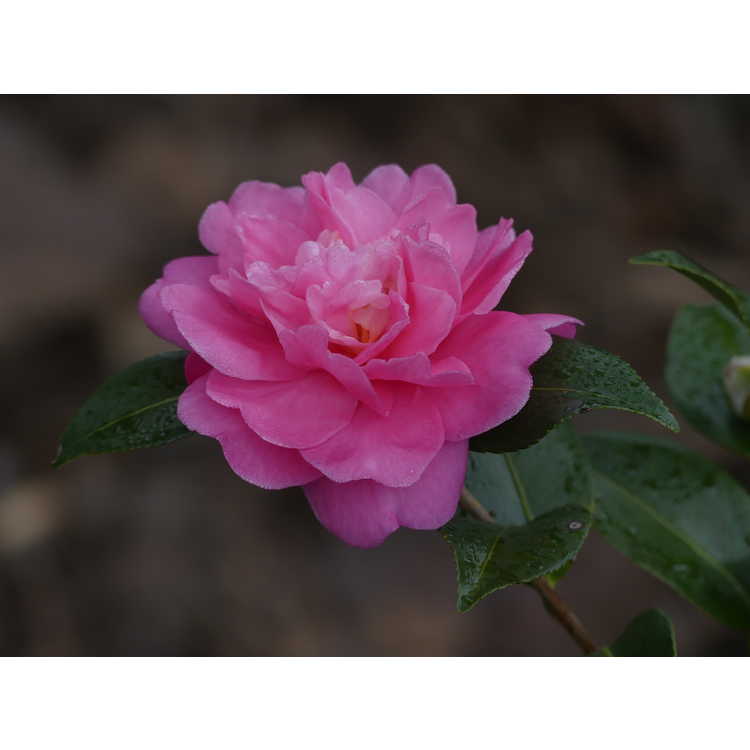 Camellia 'Autumn Spirit' - sasanqua camellia