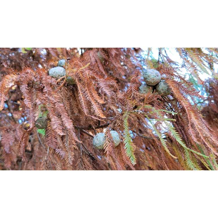 Taxodium distichum 'Cody's Feathers' - dwarf bald cypress