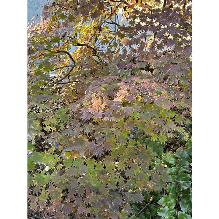 Acer sieboldianum 'Seki-no-kegon' - weeping Siebold's maple