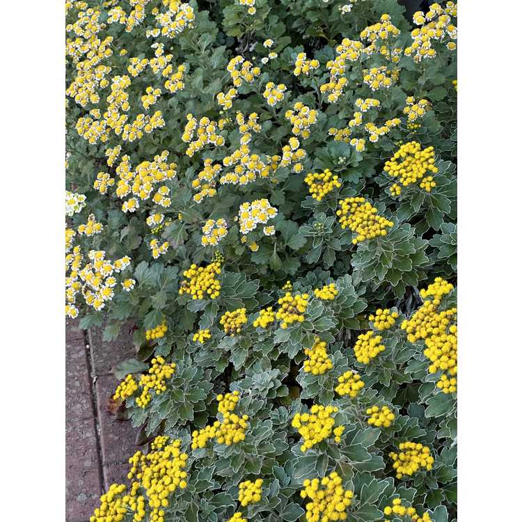 Ajania × Chrysanthemum