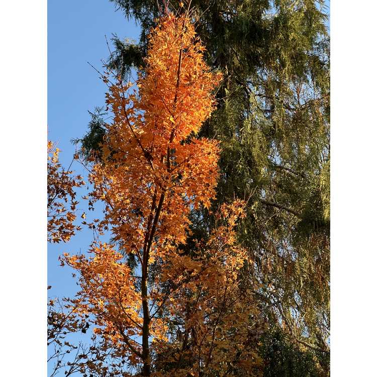 Acer palmatum 'Aka Kawa Hime' - coral-bark Japanese maple