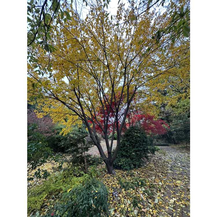 Acer caudatifolium - Kawakami maple