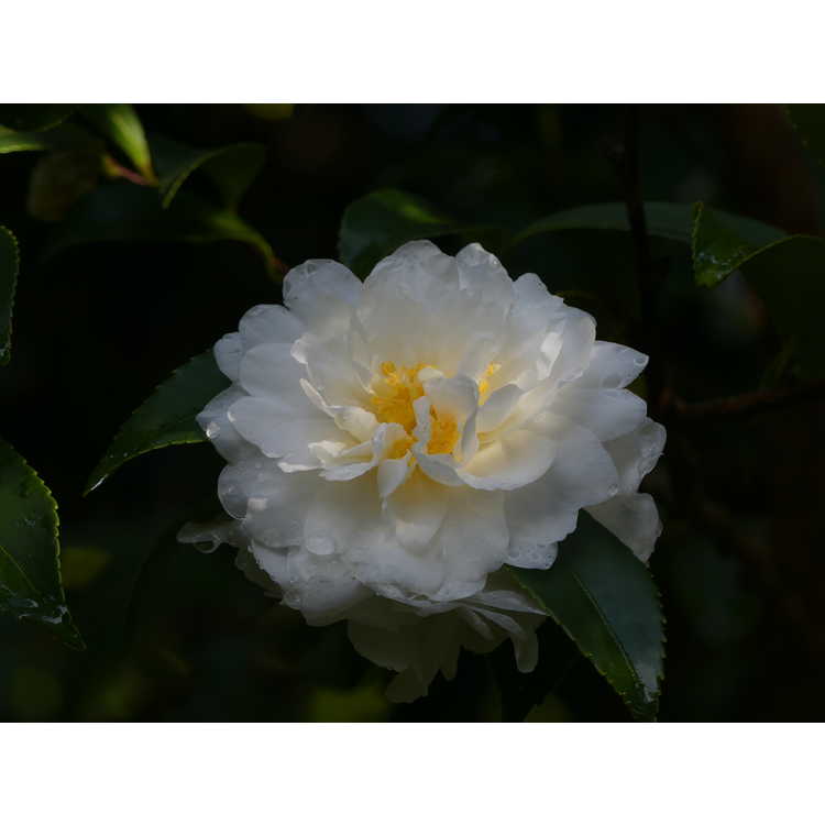 Camellia 'Snow Flurry' - Ackerman camellia