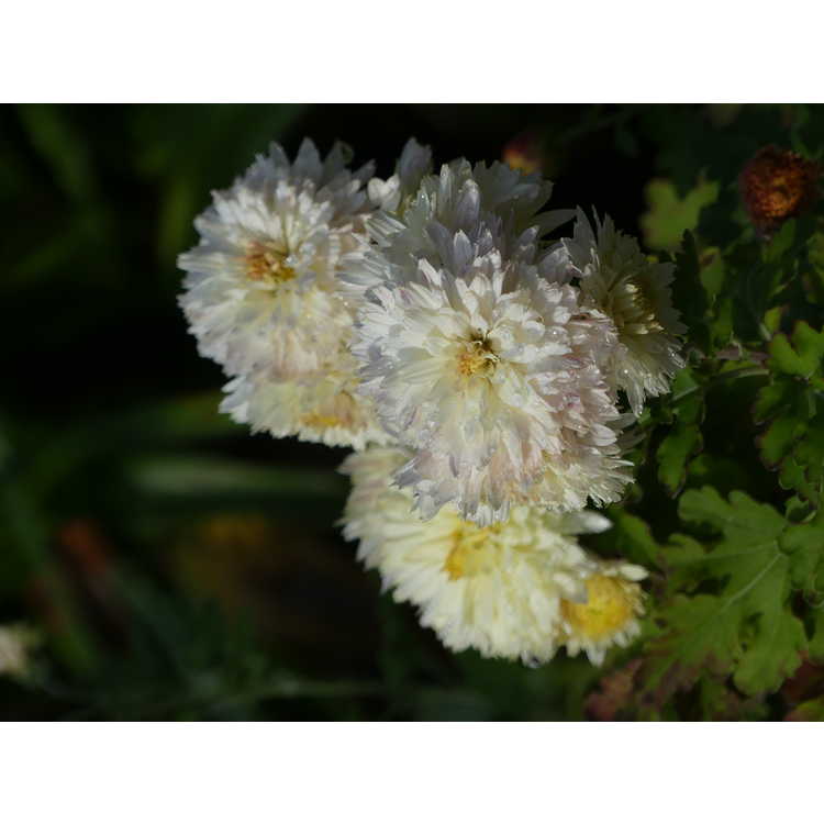Chrysanthemum (double cream)