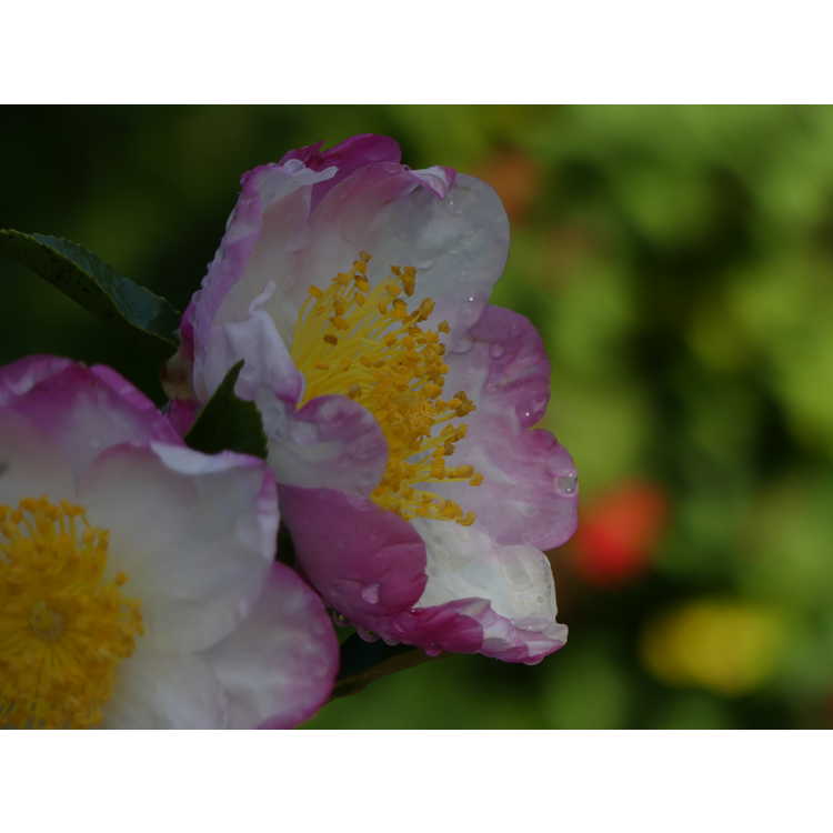 Camellia sasanqua 'Hana-Jiman'