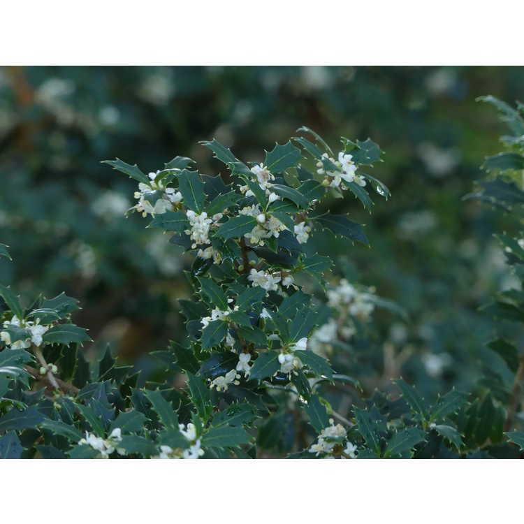 Osmanthus heterophyllus 'Kaori Hime' - fragrant princess holly tea-olive