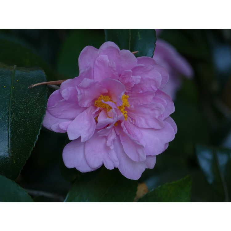 Camellia 'Winter's Charm'