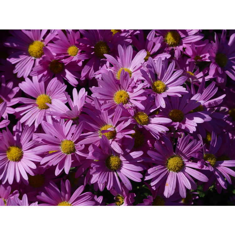 Chrysanthemum 'Lavender Lady' - perennial mum