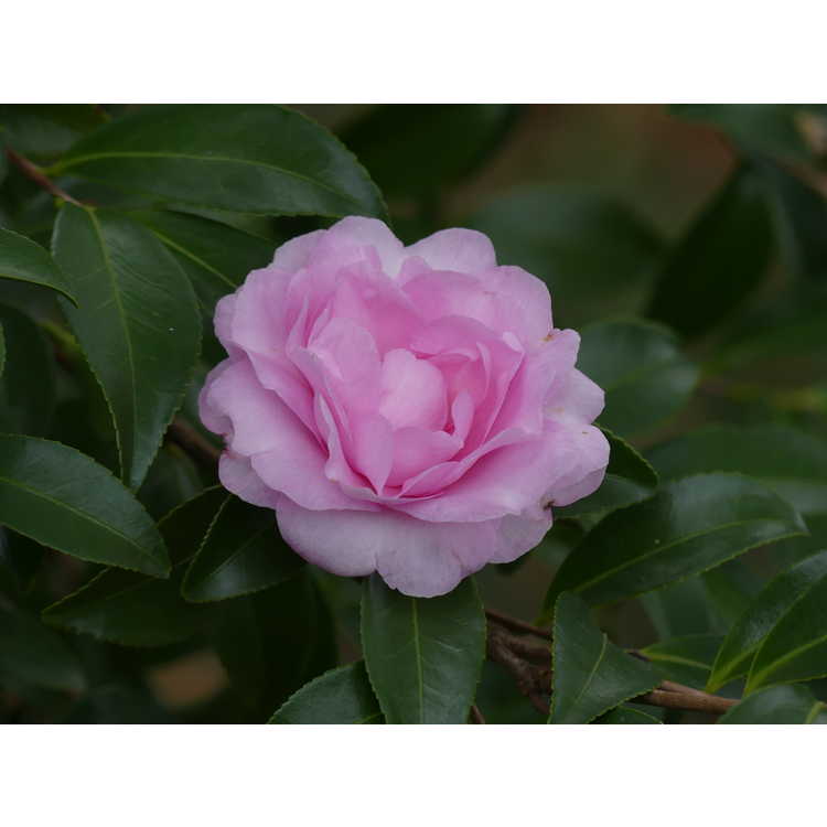 Camellia sasanqua 'Sarrel' - sasanqua camellia