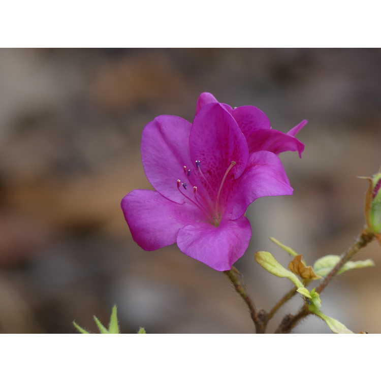 Rhododendron 'Rlh1-4p19' - Bloom-A-Thon Lavender azalea