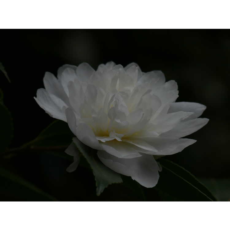 Camellia 'Snow Flurry' - Ackerman camellia