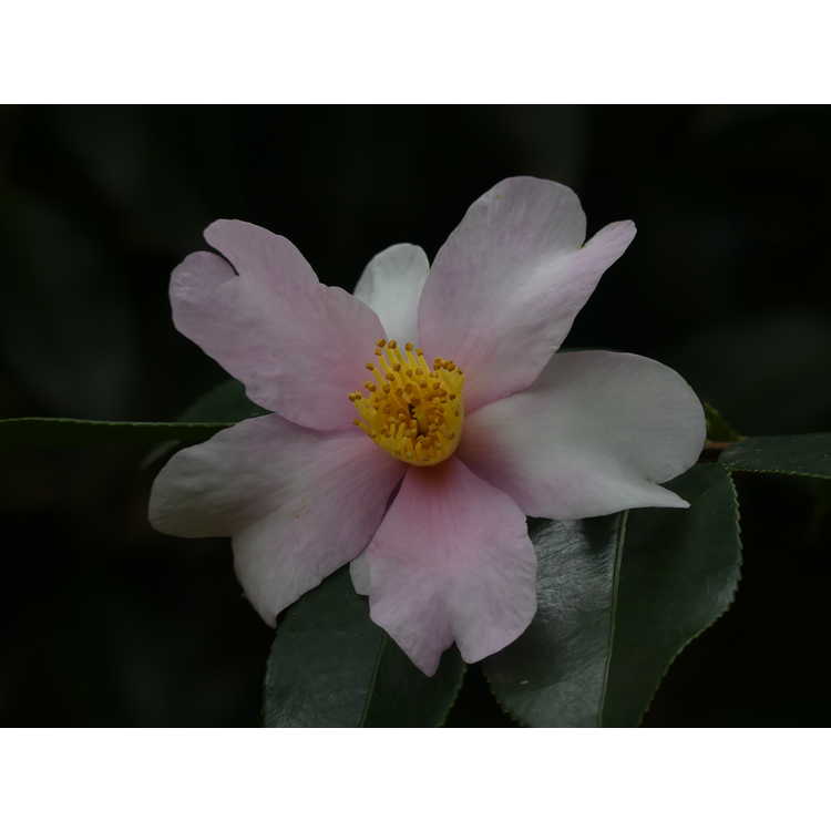 Camellia 'Yume' - camellia