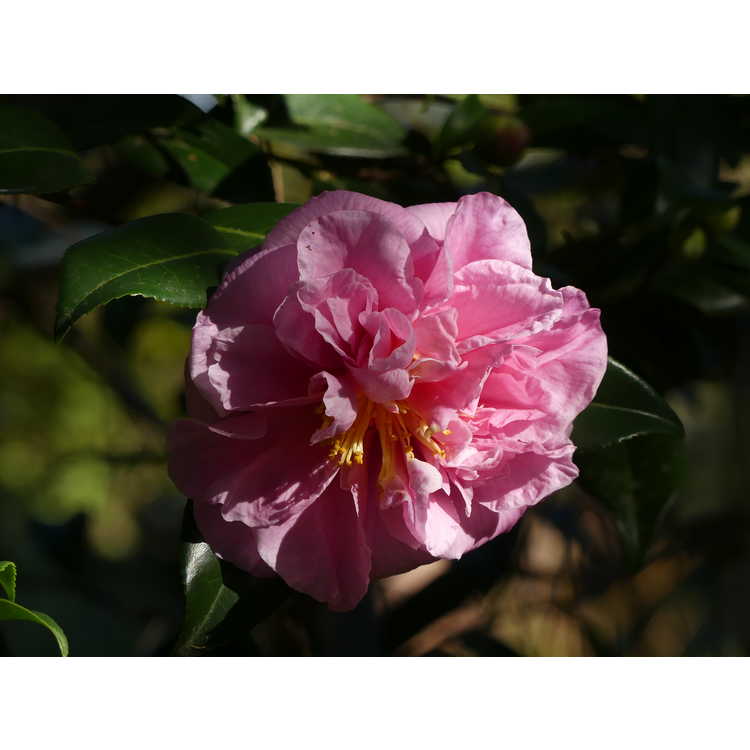 Camellia ×vernalis 'Egao Corkscrew'