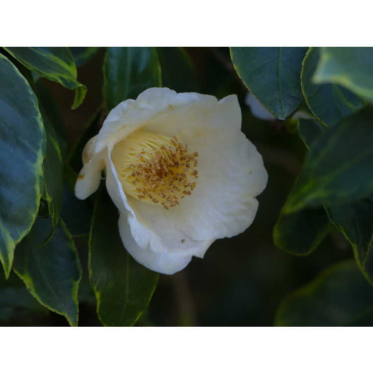Camellia japonica 'Benten Shiratama' - Japanese camellia