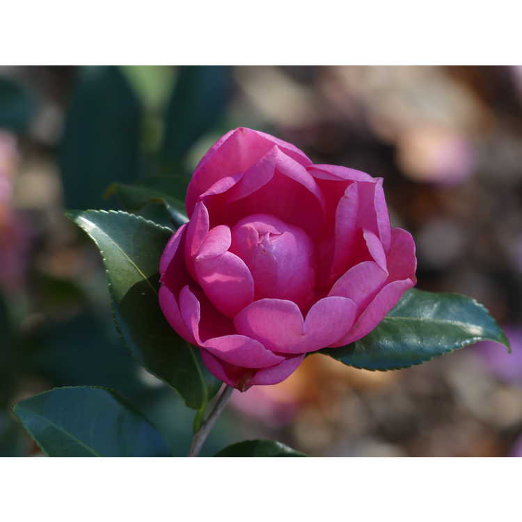 Camellia 'Autumn Spirit' - sasanqua camellia