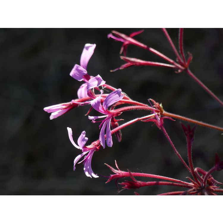 Pelargonium transvaalense 'African Princess'