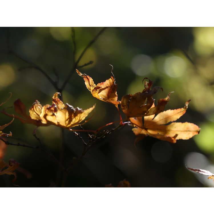 Acer palmatum 'Ukigumo' - variegated Japanese maple