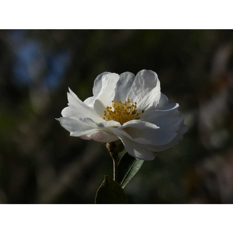 Camellia sasanqua 'Autumn Rocket' - sasanqua camellia
