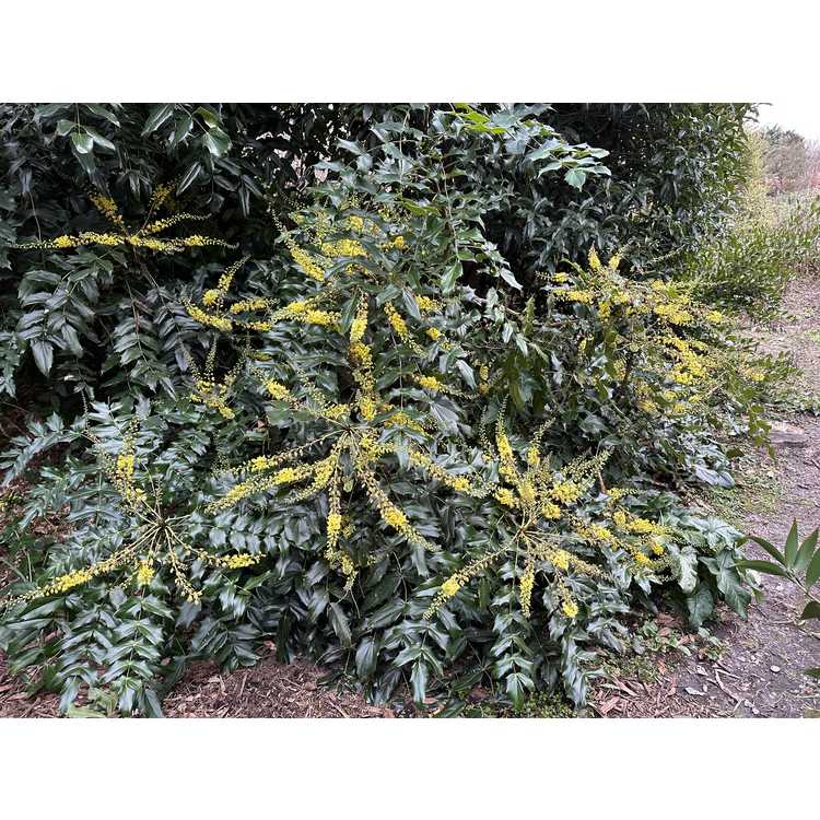 Mahonia ×lindsayae 'Cantab' - fragrant mahonia