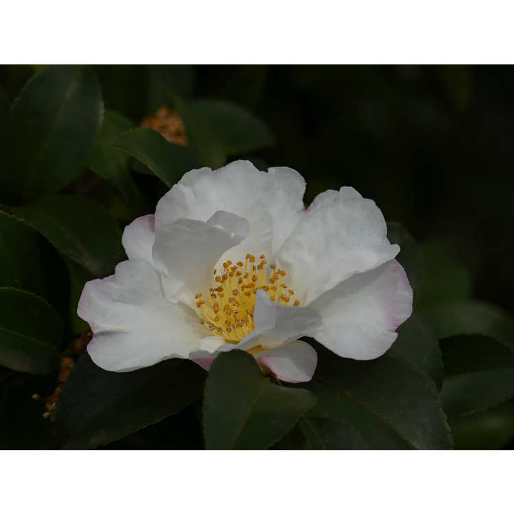 Camellia ×vernalis 'Ginryu'