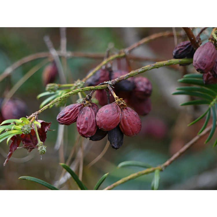 Cephalotaxus harringtonia - Japanese plum yew
