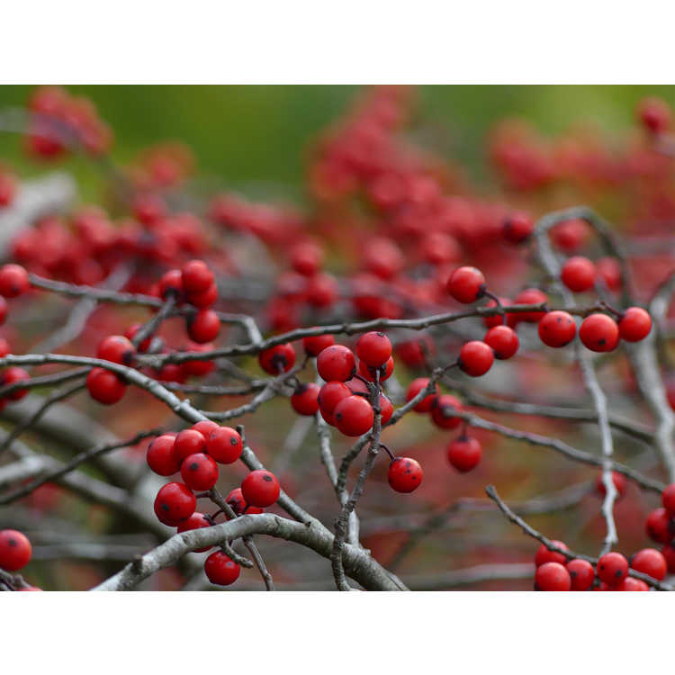Ilex 'Carolina Cardinal' - hybrid winterberry holly