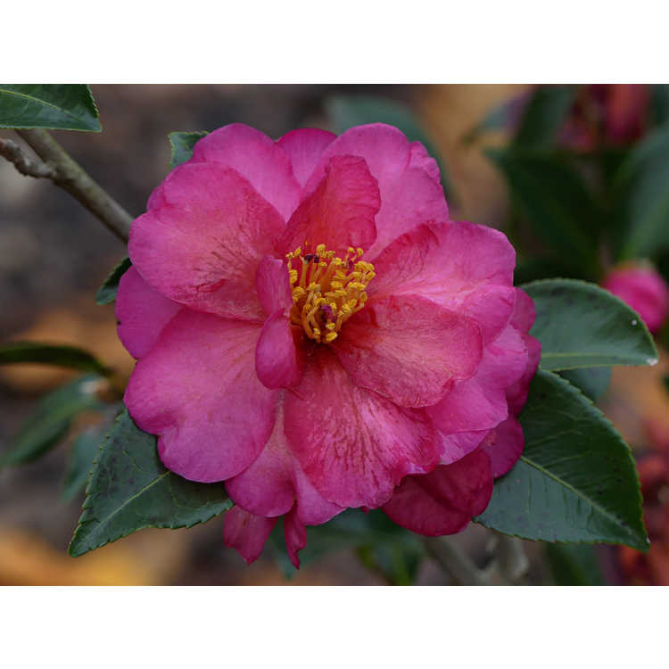 Camellia ×hiemalis 'Dazzler' - camellia