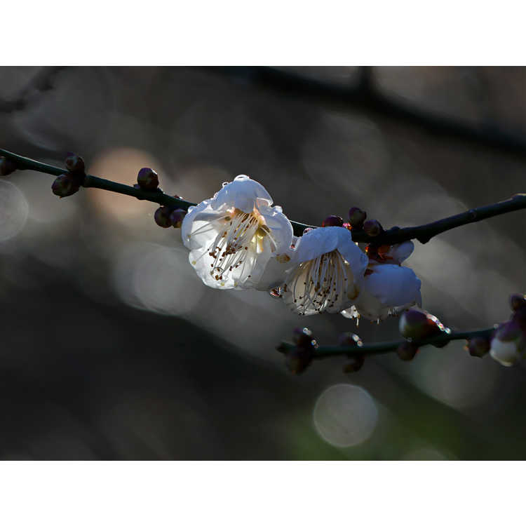 Prunus mume 'Big Joe' - white flowering apricot