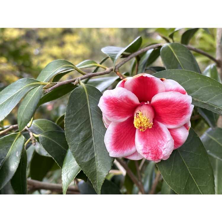 Camellia japonica 'Tama Peacock' - picotee Japanese camellia