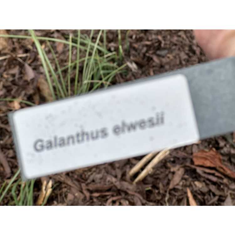 Galanthus elwesii - snowdrop