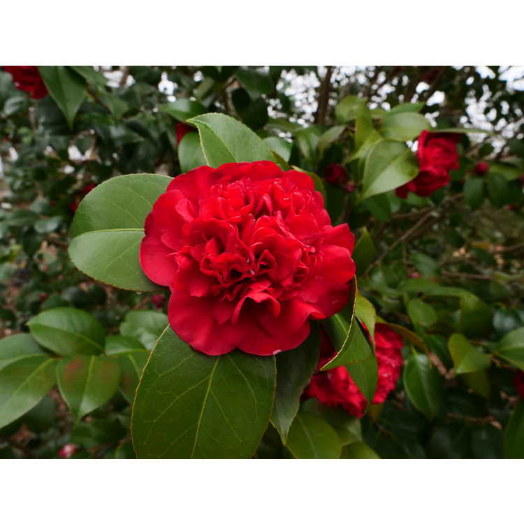 Camellia japonica 'Professor Charles S. Sargent' - Japanese camellia