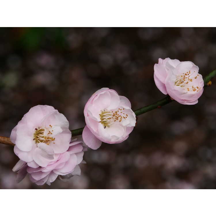 Prunus mume 'Rose Bud' - pink flowering apricot