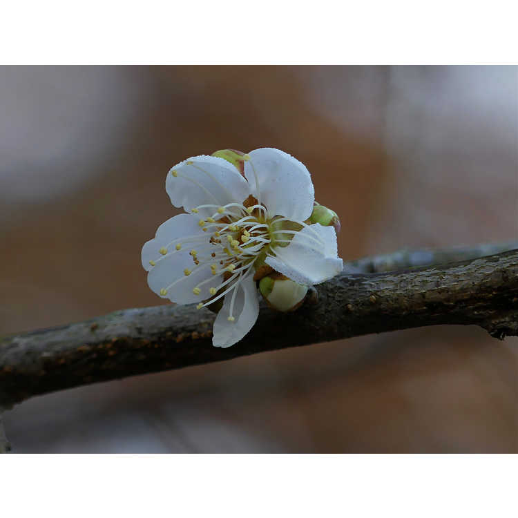 Prunus mume 'Big Joe' - white flowering apricot