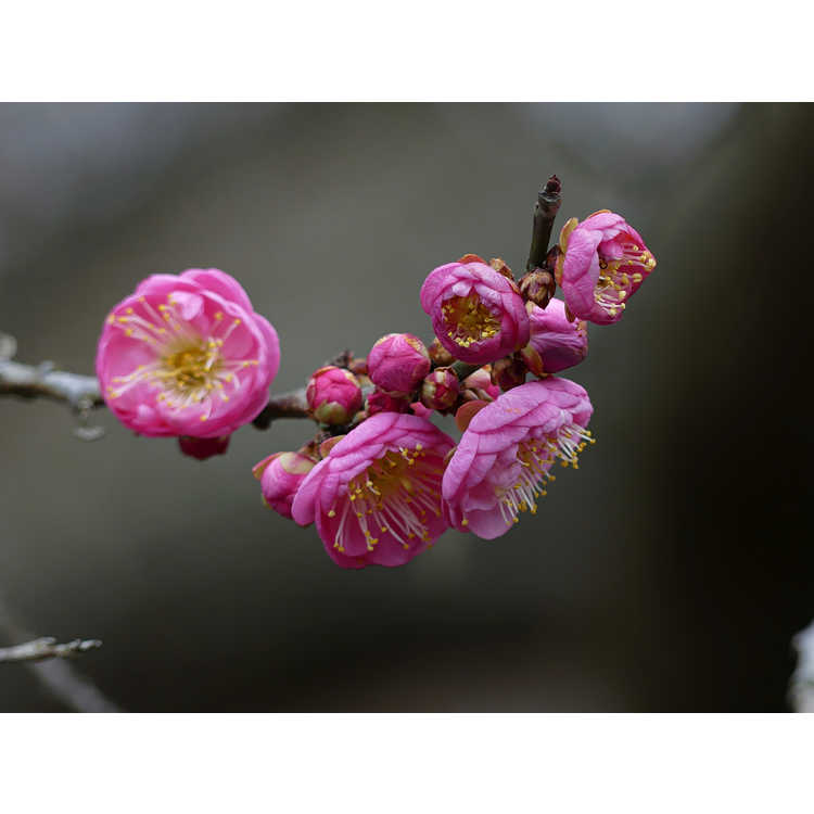 Prunus mume 'Bonita' - pink flowering apricot