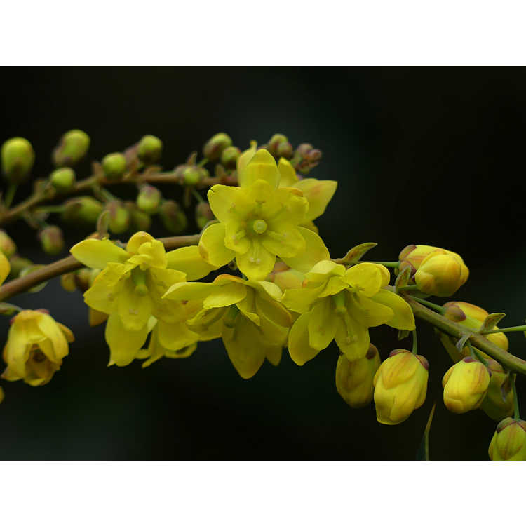 Mahonia ×lindsayae 'Cantab' - fragrant mahonia