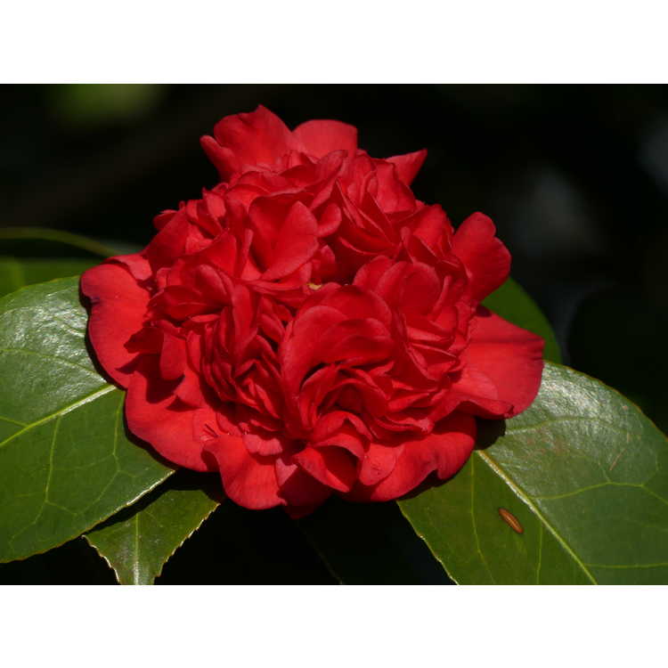 Camellia japonica 'Professor Charles S. Sargent'